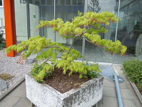 Grüner Fächerahorn (Acer palmatum)