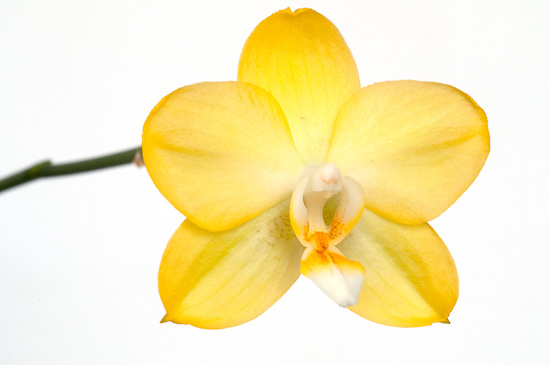 Gelbe Orchideenblüte einer Phalaenopsis