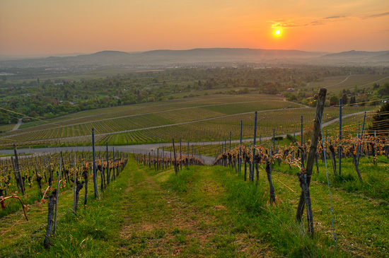 Weinberg im Frühjahr