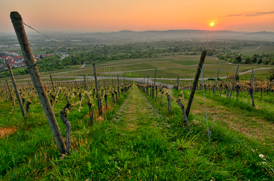 Sonnenaufgang im Weinberg in HDR