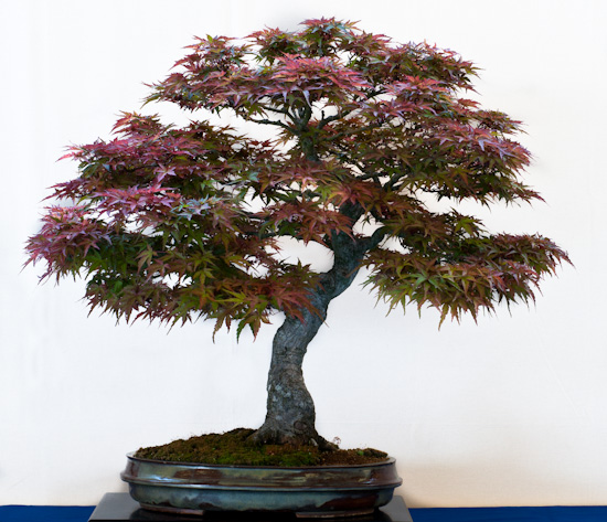 Acer palmaturm als Bonsai