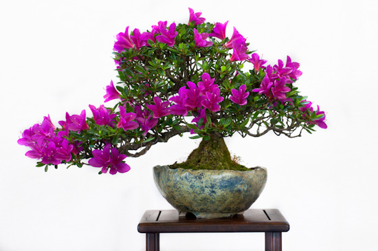 Rhododendron lativitium Bonsai