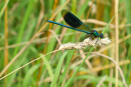 Sommerspazierung auf dem Feld