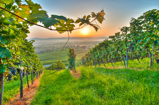 Sonnenaufgang im Weinberg