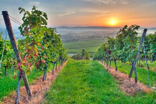 Sonne und Sommer im Weinberg