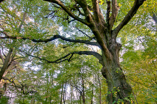 Alte Linde am Kappelberg