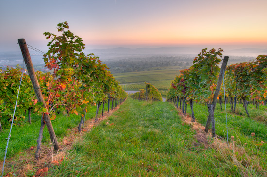 Dämmerung im Weinberg