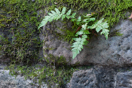 Farn an einer Mauer