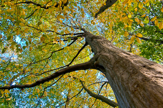 Alte Hainbuche (Carpinus betulus)