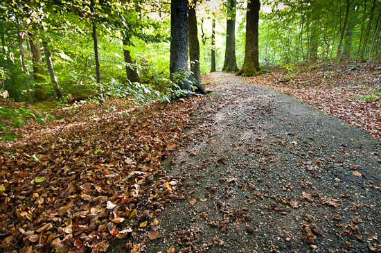 Herbst im Wald