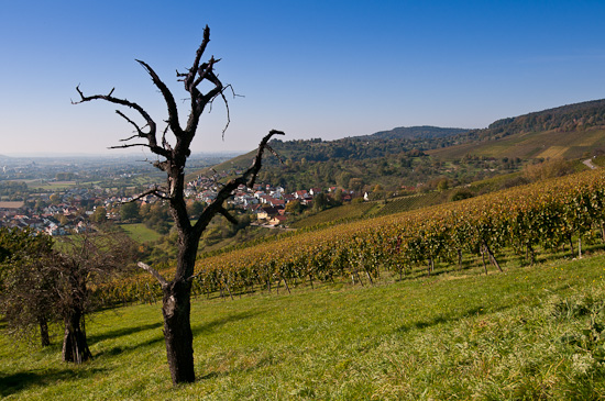 Herbst im Weinberg