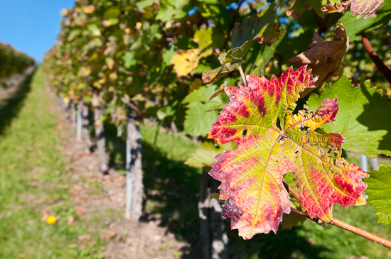 Rotes Weinblatt