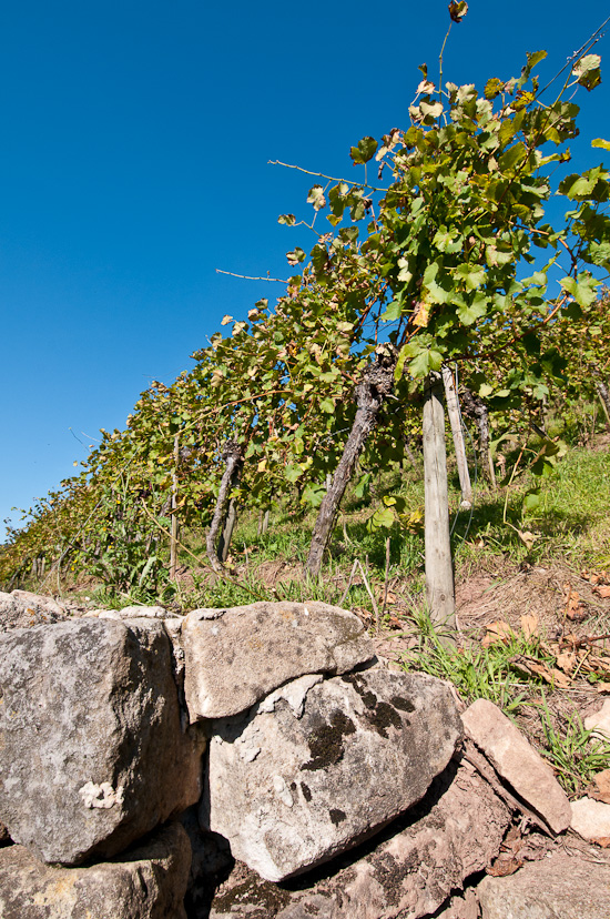 Weinberg und Mauer