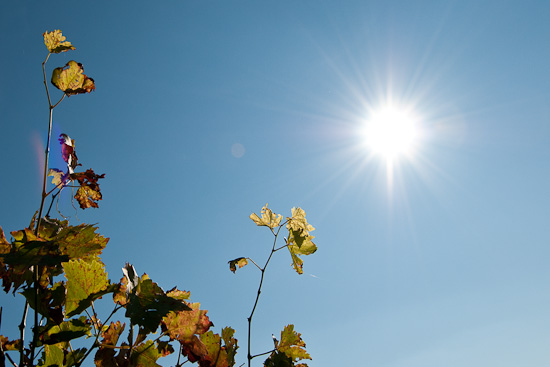 Weinblätter und Sonne