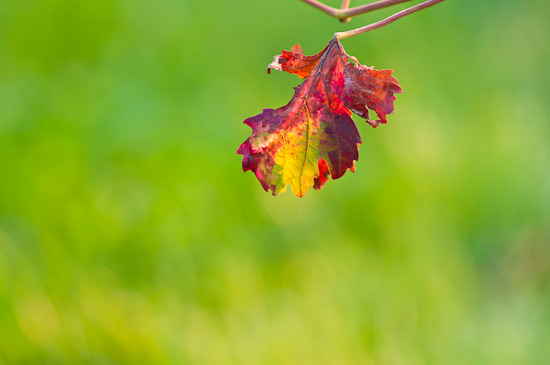 Im Spätsommer im Weinberg