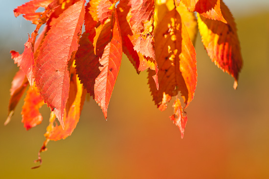 Herbstlaub eines Kirschbaumes