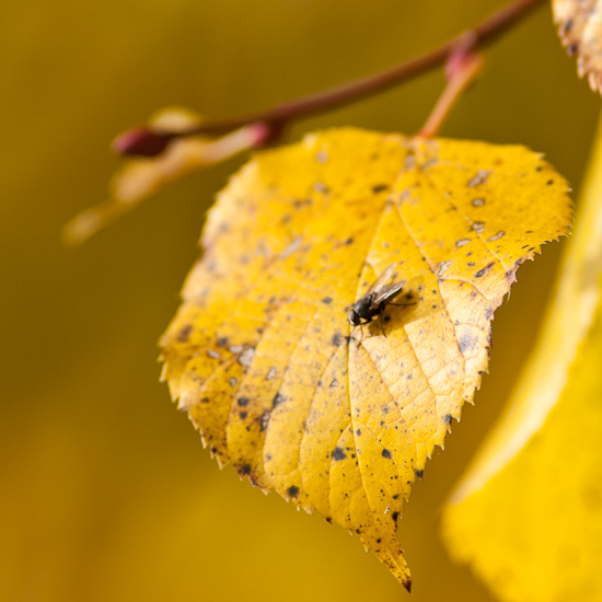 Lindenblatt im Herbst