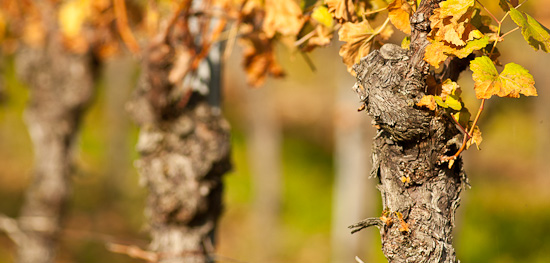 Reben im Herbstlicht