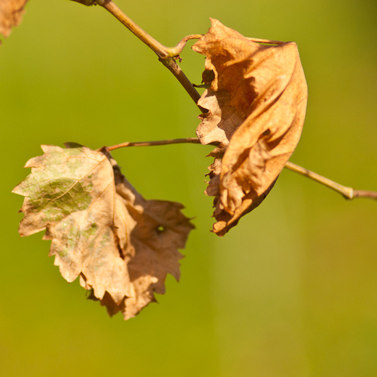 Verwelktes Weinblatt