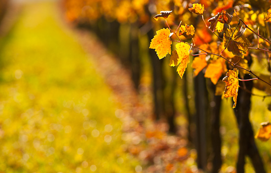 Weinberg im Spätherbst