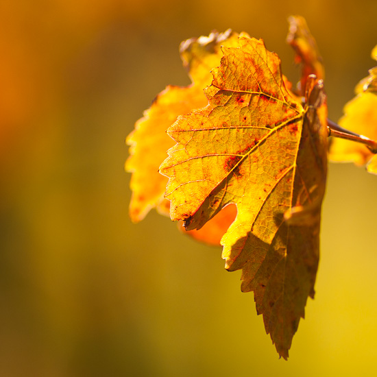 Weinblatt im Herbstlicht