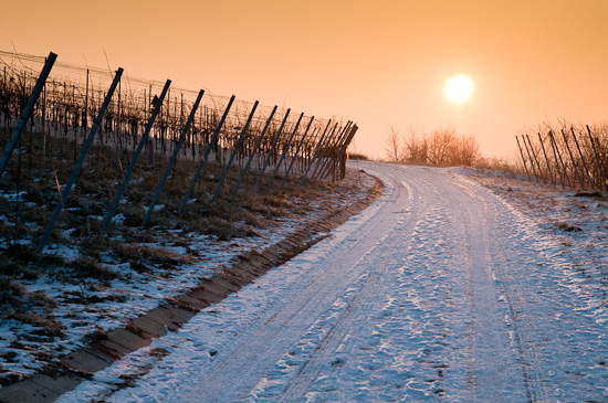 Wintermorgen im Weinberg