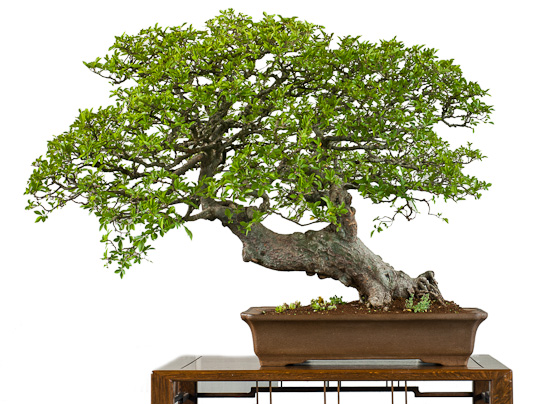 ca. 100 Jahre alte chinesische Ulme als Bonsai