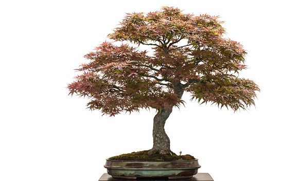 Alter Ahornbaum (Acer palmatum atropurpureum) als Bonsai