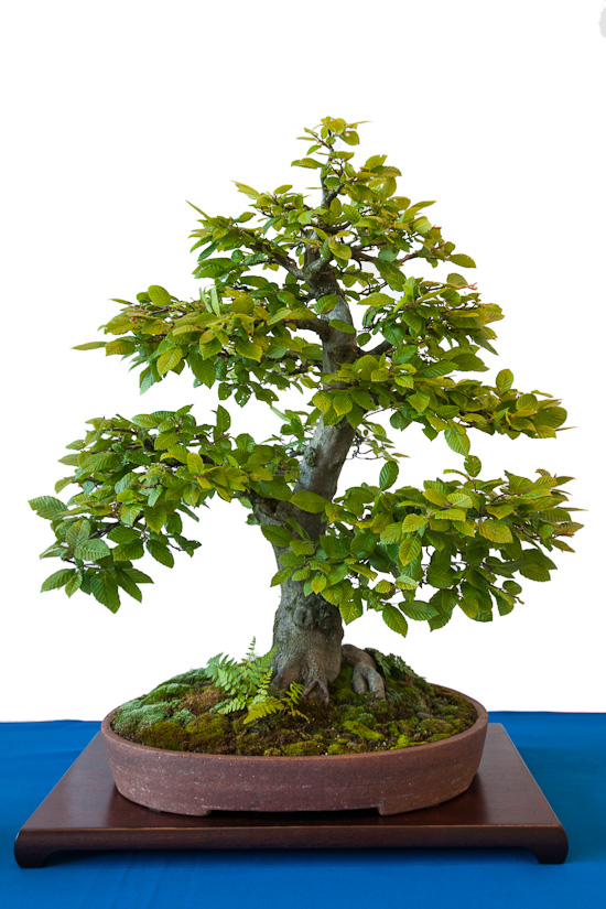Hainbuche als Bonsai Baum mit Farn und Moos
