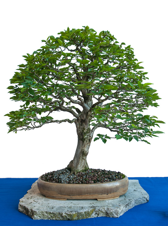 Alte Hainbuche als Bonsai Baum