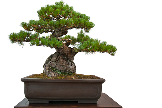 Alte Mädchenkiefer (Pinus parviflora) als Bonsai-Baum