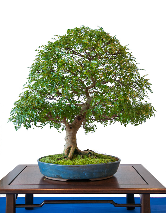 Pfefferbaum (Zanthoxylum piperitum) als Bonsai