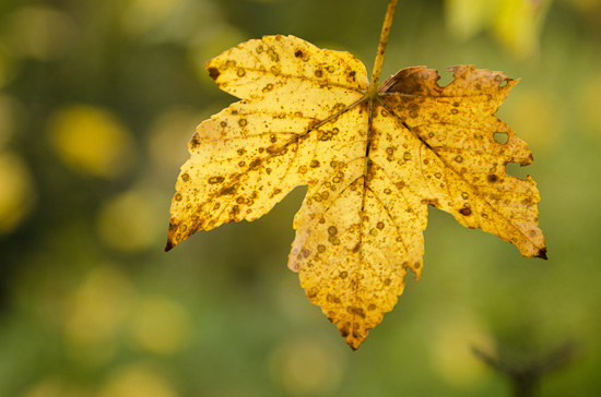 Ahornblatt im Herbst