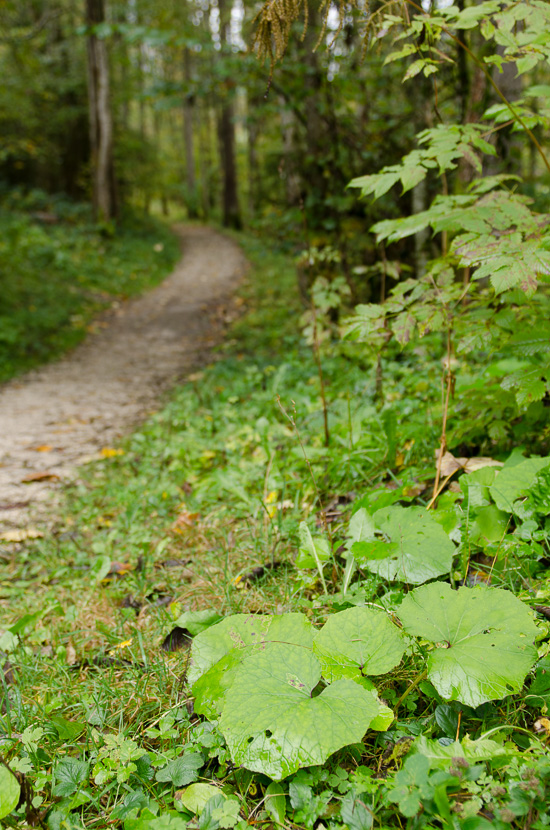 Waldweg an der Ramsauer Ache