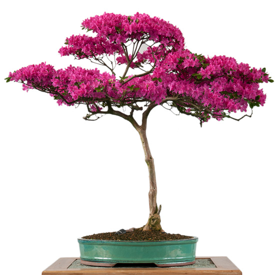 Alpenrose (Rhododendron hirsutum) als Bonsai