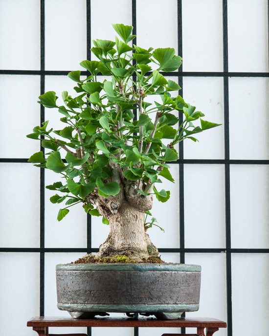 Ginkgo als Bonsai