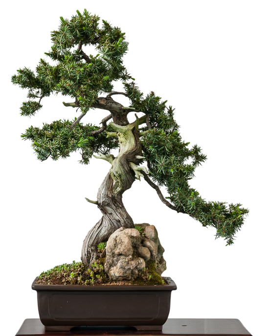 Japanischer Igelwacholder (Juniperus rigida)