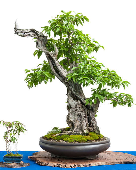 Kornelkirsche (Cornus mas) als Bonsai