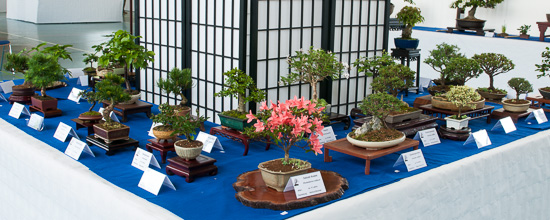 Kleine Shohin-Bonsai