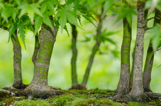 Blick in einen Bonsai-Fächerahorn-Wald