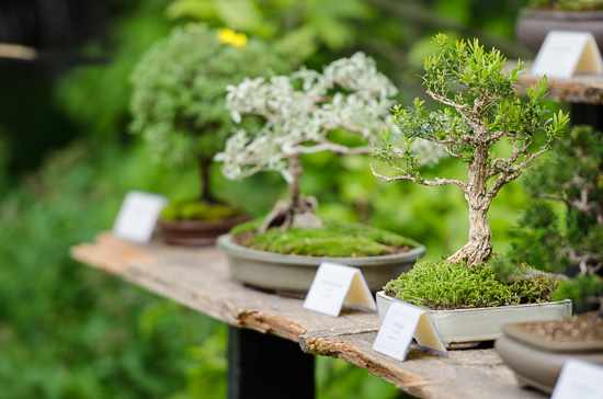 Regal mit kleinen Bonsai-Bäumen