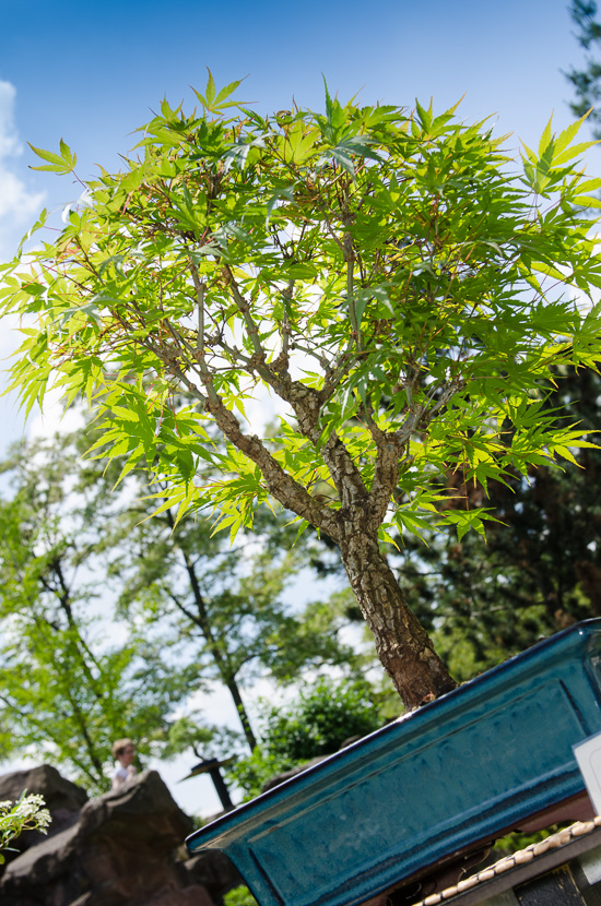 Fächerahorn als Bonsai