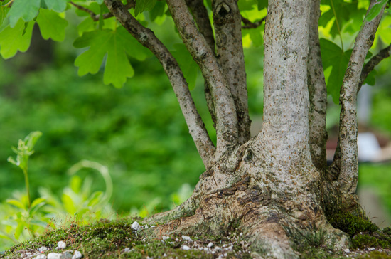 Feldahorn (Acer campestre) als Bonsai