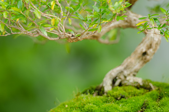 Nahaufnahme Junischnee (Serissa) als Bonsai