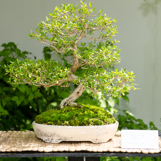 Junischnee (Serissa) als Bonsai