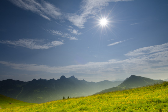 Bergwiese mit Blumen im Gegenlicht