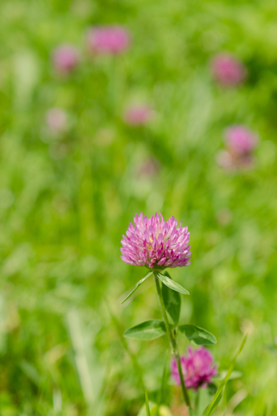 Wiesenklee auf einer Almwiese