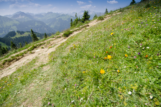 Blumenwiese am Füssener Jöchle