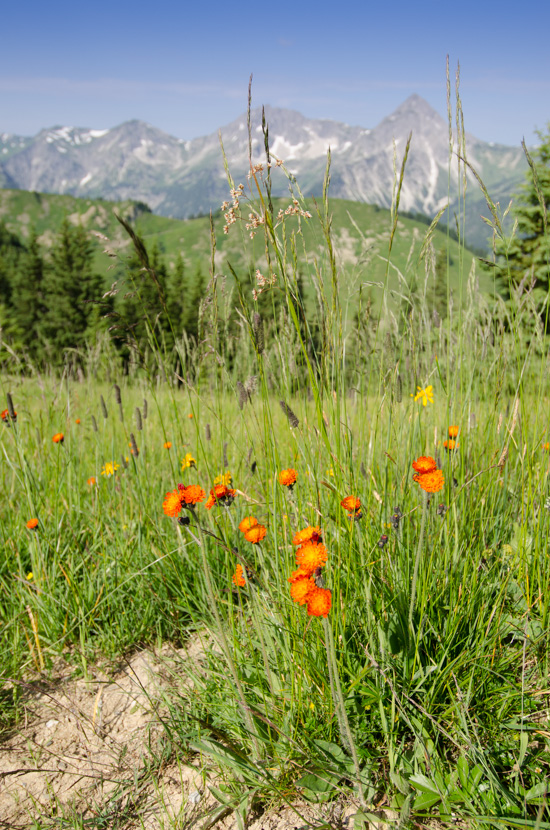 Blühender Goldpippau (Crepis aurea)