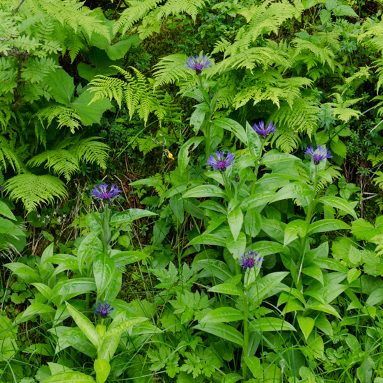 Kornblumen (Centaurea cyanus)